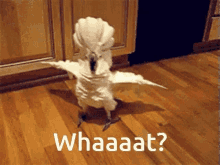 Confused Parrot GIF - Confused Parrot Weird GIFs