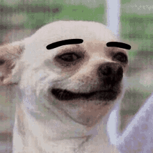 Chihuahua Eyebrows GIF - Chihuahua Eyebrows Dog GIFs