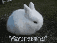กระต่าย ก้อน ฟู กลม GIF - Lump Chunk Chubby GIFs
