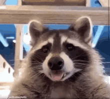 Raccoon Salivating GIF - Raccoon Salivating Drooling GIFs