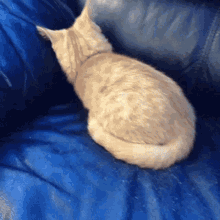 Cat Leave Me Alone GIF - Cat Leave Me Alone Go Away GIFs