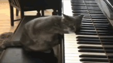 funnycats audio youtube piano music