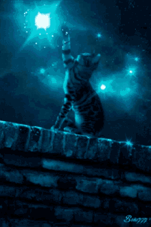 moon cat
