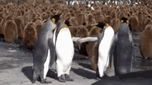 Funny Animals Penguins GIF - Funny Animals Penguins Meetings GIFs