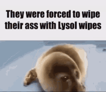 They Were Forced To Wipe Their Ass With Lysol Wipes Baby Seal GIF - They Were Forced To Wipe Their Ass With Lysol Wipes Baby Seal Cry GIFs