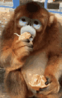 Funny Animals GIF - Funny Animals Monkey GIFs