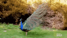 flex peacocking