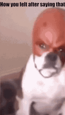 Dog Daredevil GIF - Dog Daredevil How You Felt After Saying That GIFs