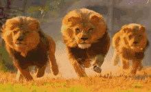 Lion Running Lion GIF - Lion Running Lion GIFs