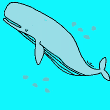 kstr kochstrasse whale wal sea