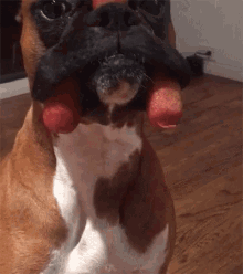 Boxer Patient GIF - Boxer Patient Corn Dogs GIFs
