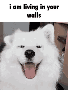 I Am Living In Your Walls GIF - I Am Living In Your Walls GIFs