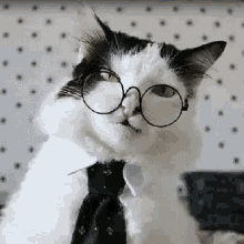 Gato Miu Cat GIF - Gato Miu Miu Gato GIFs