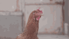 Chicken Angry GIF - Chicken Angry Threat GIFs