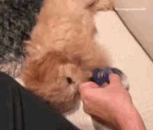 Puppy Playing GIF - Puppy Playing Fidget Spinner GIFs