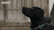 Tounge Out Cesar Millan Better Human Better Dog GIF - Tounge Out Cesar Millan Better Human Better Dog Cute Dog GIFs