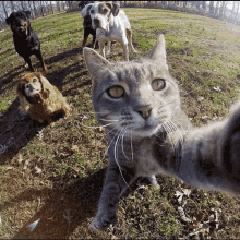 Selfie Cat GIF - Selfie Cat GIFs
