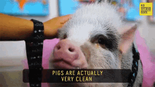 60second Docs Sixty Second Documentaries GIF - 60second Docs Sixty Second Documentaries Therapy Pig GIFs