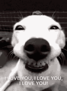 smiling dog i love you i love you i love you i love you dog