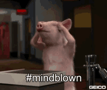 Mindblown Pig GIF - Mindblown Pig GIFs