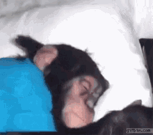 Monkey Wake Up GIF - Monkey Wake Up GIFs