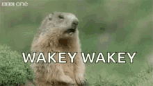 Wake Up GIF - Wake Up Hey GIFs