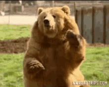 Bear Bye Bear GIF - Bear Bye Bear Cute GIFs