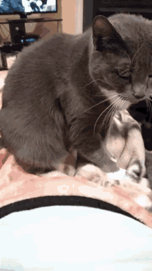 Cat Making GIF - Cat Making Bread GIFs