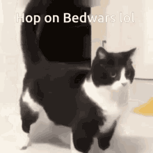cat bedwars cat meme meme minecraft