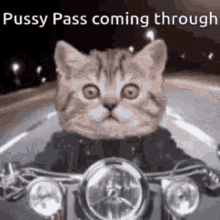 Pussy Pass Cat GIF - Pussy Pass Cat Kitten GIFs