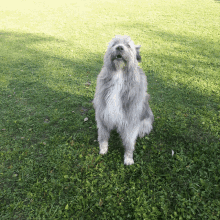 Kratu Funny Dog GIF - Kratu Funny Dog Woof GIFs