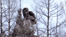 Taking Flight Owls Have Superior Senses GIF - Taking Flight Owls Have Superior Senses Flying GIFs