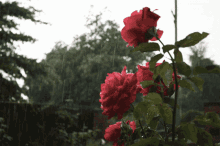 Rain Flower GIF - Rain Flower Red Flower GIFs