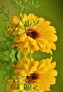 Yellow Flower GIF - Yellow Flower Reflection GIFs