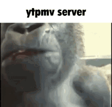 Ytpmv Ytpmv Server GIF - Ytpmv Ytpmv Server Ytpmv Discord Server GIFs