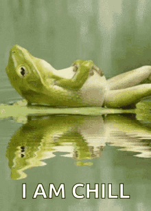 Frog Lily GIF - Frog Lily Lake GIFs