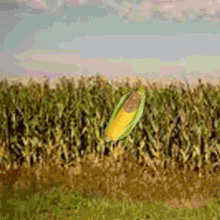 Corn Sustainable GIF - Corn Sustainable Stout GIFs