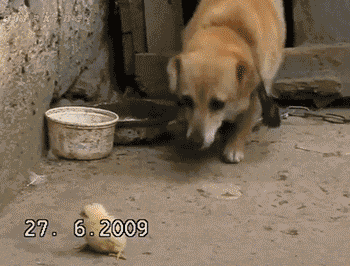 We Match This One Is Mine Gif Dog Pickup Chick Discover Share Gifs