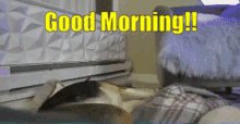 Myla Good Morning GIF - Myla Good Morning Morning GIFs
