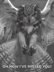 owl claws grab angry target