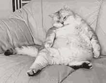 Lazy Fat Cat GIF - Lazy Fat Cat Tired GIFs