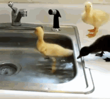 Ducks Swim GIF - Ducks Swim Ducklings GIFs