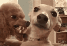 Intimidating Dog GIF - Intimidating Dog Creepy GIFs