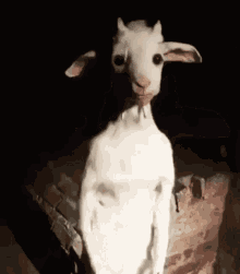 Goat Creepy Scary Creepy Goat GIF - Goat Creepy Scary Creepy Goat -  Discover &amp; Share GIFs