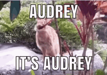 Aud Audrey GIF - Aud Audrey Audie GIFs