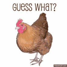 Guess What Chicken GIF - Guess What Chicken Hen GIFs