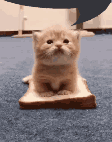 Cat Bread GIF - Cat Bread Speech Bubble GIFs