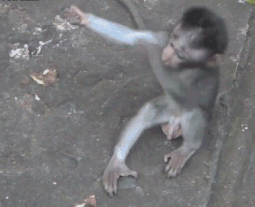 Baby Monkey From Tarzan GIFs Tenor.