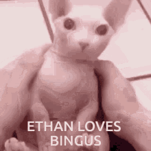 Ethan Loves Bingus GIF - Ethan Loves Bingus Bingus Ethan GIFs