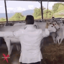 Cow Kick GIF - Cow Kick GIFs